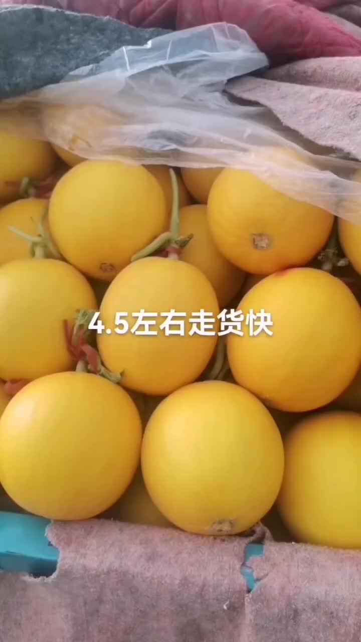 伊丽莎白，洋香瓜，各种规格甜瓜，各种型号，都有，上货快，