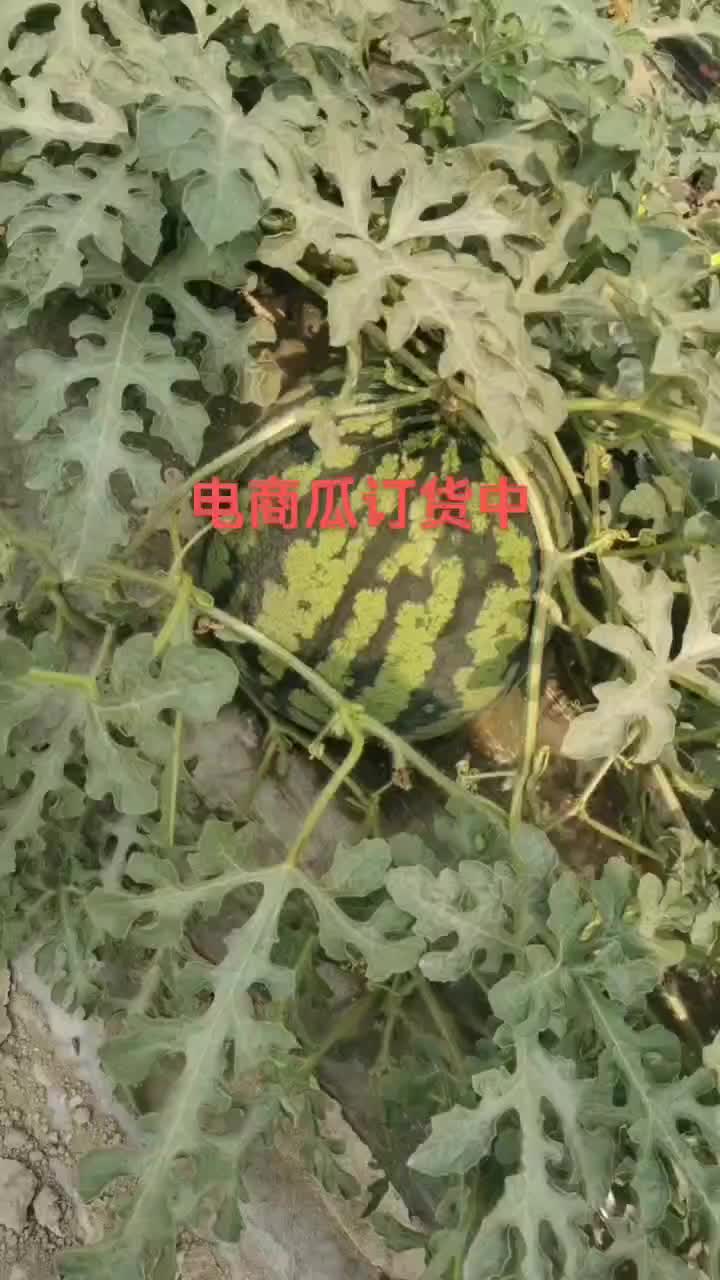 西瓜