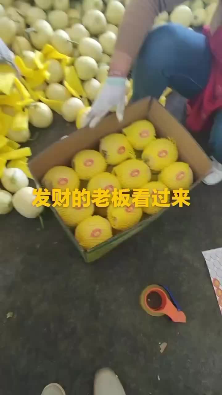 临朐旺农农产品专业合作社星甜甜瓜大量上市量大价优