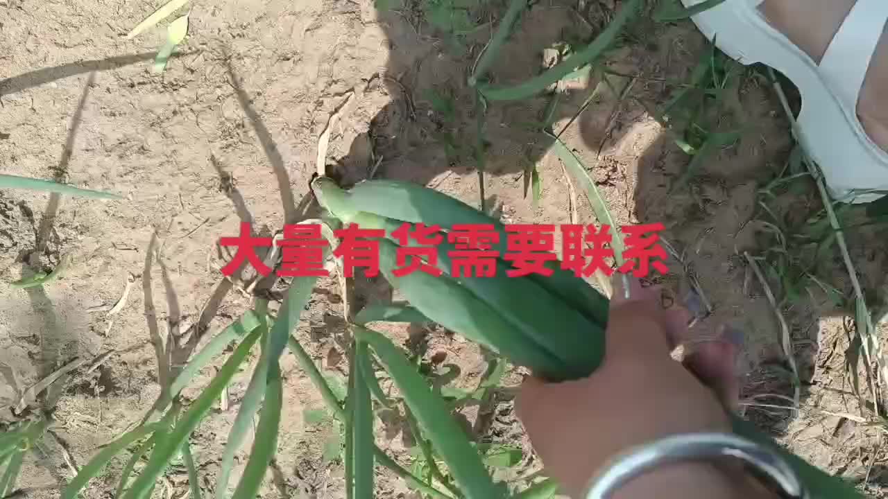 葱苗包菜