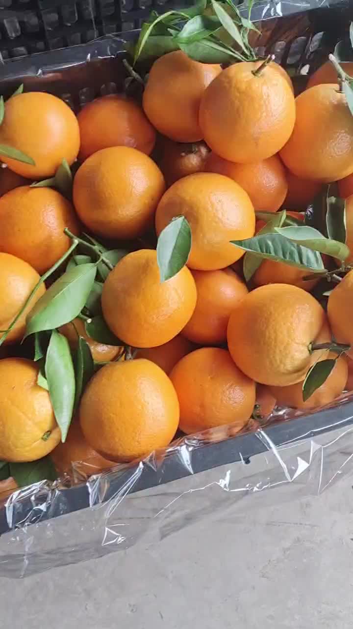广西鹿寨夏橙大量上市自家一手货源全国接单颜色亮丽甜度高入