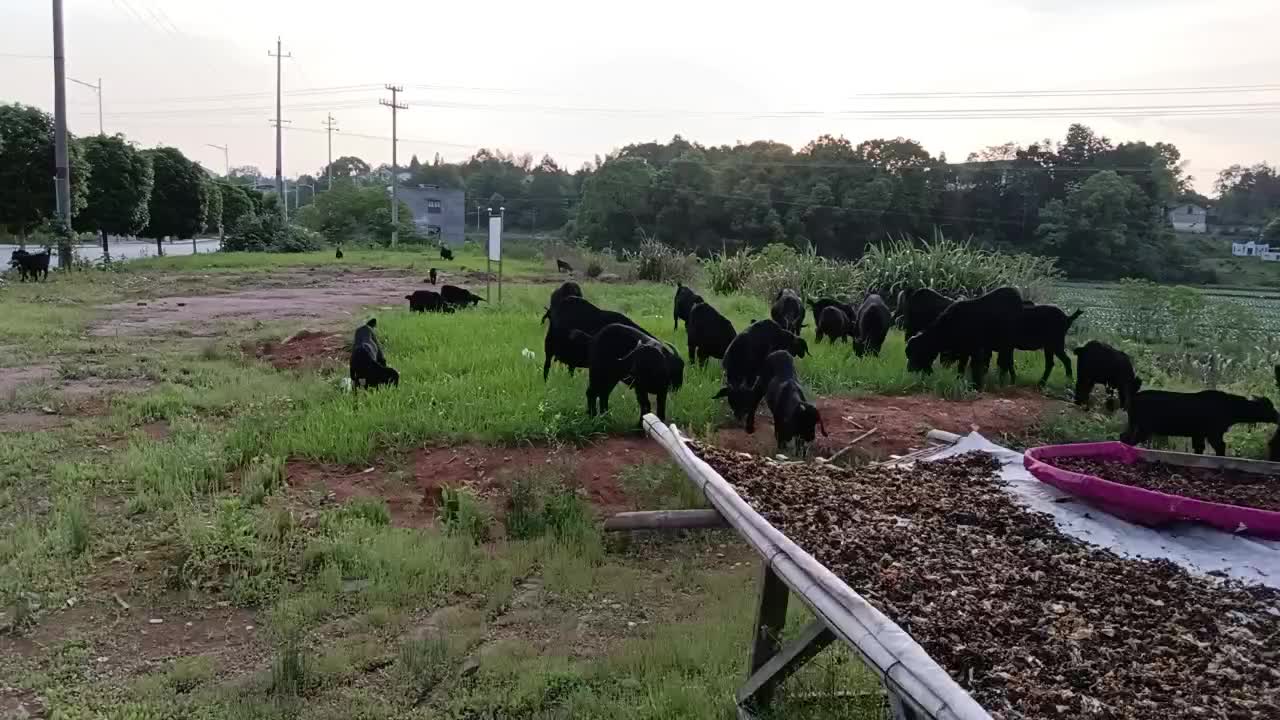 正宗散养黑山羊