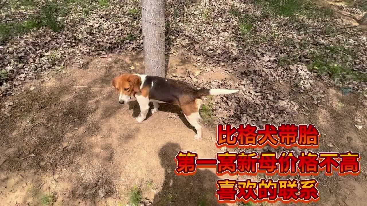 比格犬