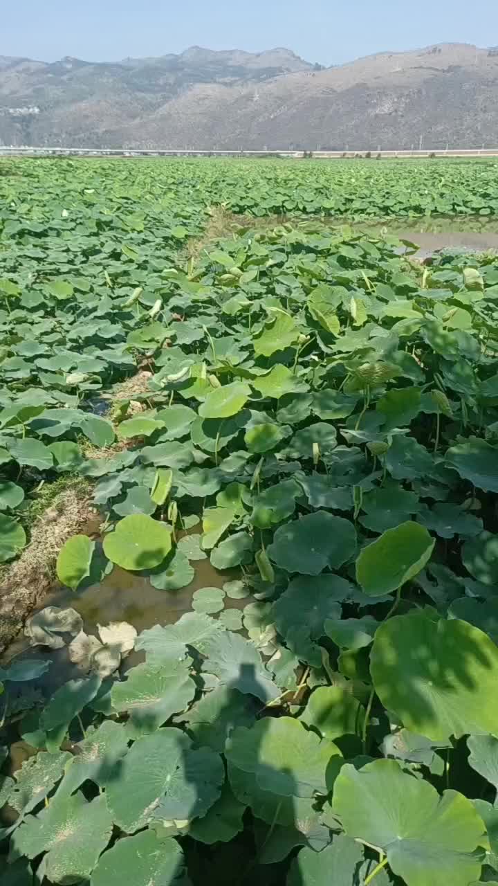 云南莲藕巨无霸大量上市货量充足欢迎来电