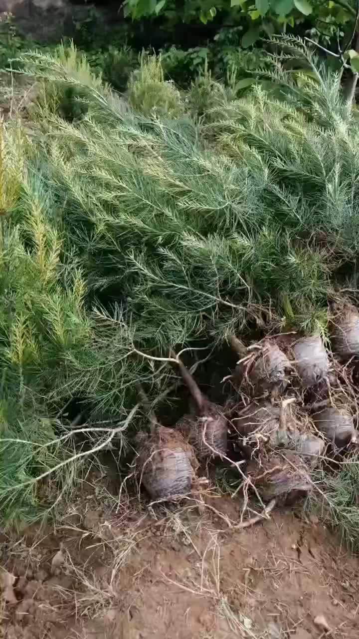 白皮松一米起步杯子货单排如图质量