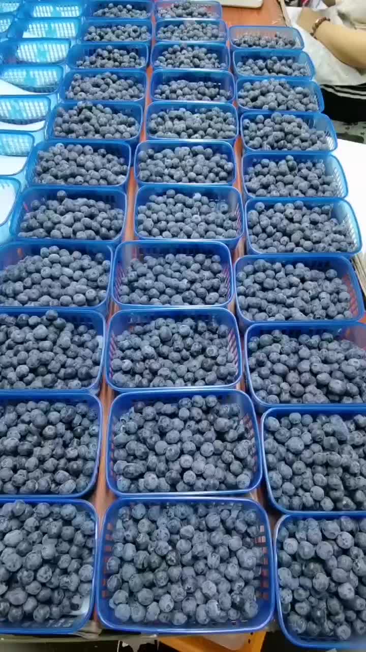 电商蓝莓，量大从优