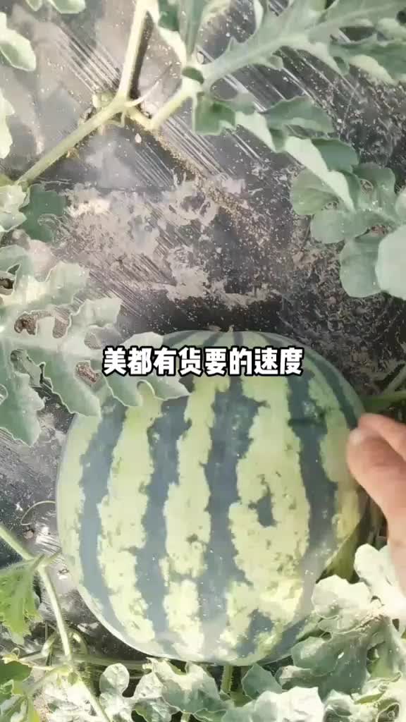 美都微蒙