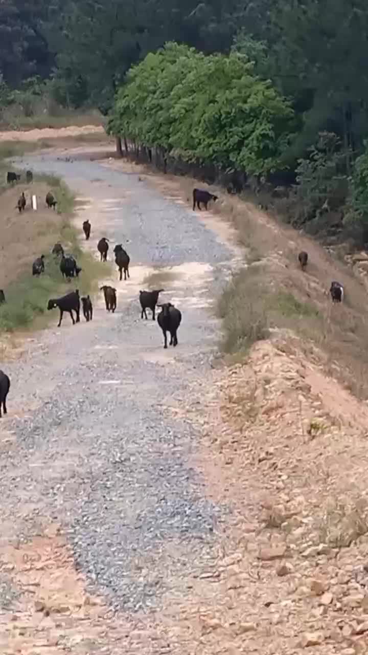 湖南省永州市江华县河路口镇尖山村纯放大休型黑山羊