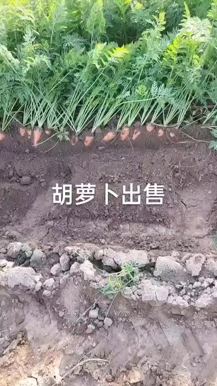 出售胡萝卜