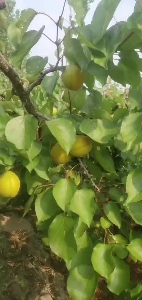 金太阳商品果果铺