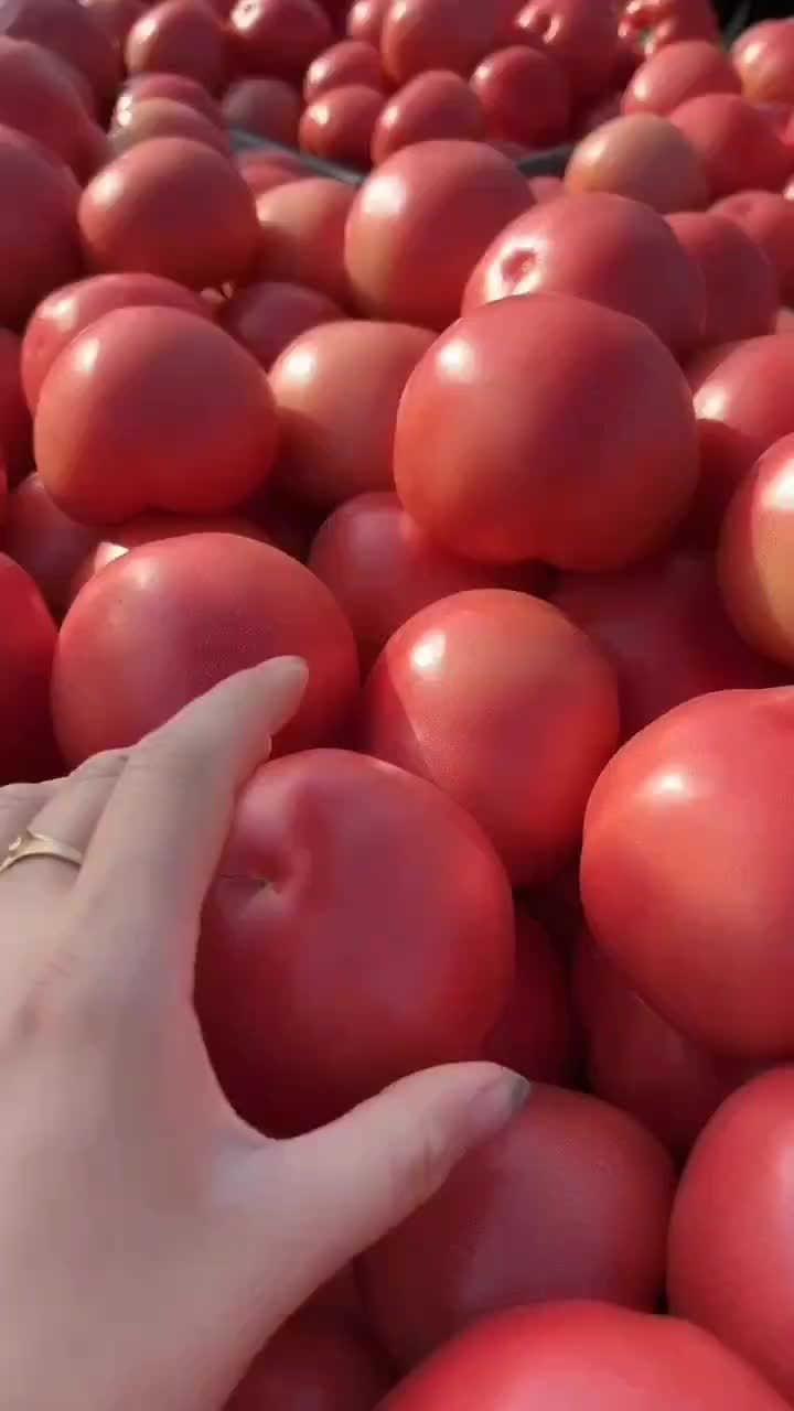 精品粉红西红柿1