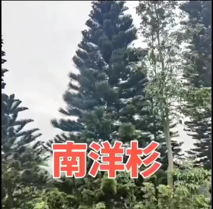 南洋杉