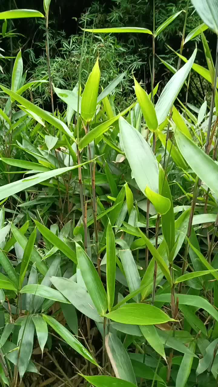 新鲜粽叶，箬叶