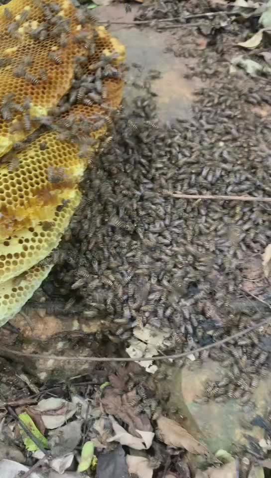 霸王岭野生蜂蜜