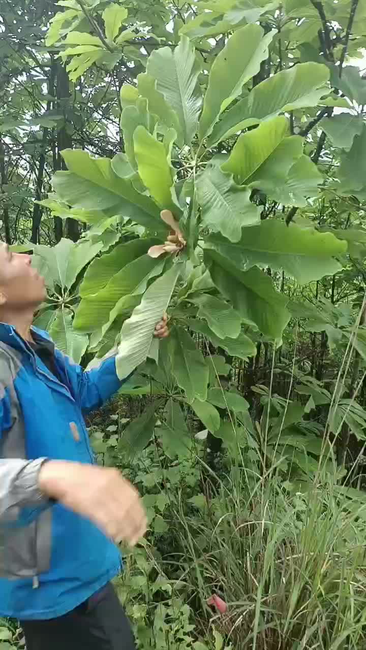 广西桂林全州县，大量厚朴花出售，有需要的老板请