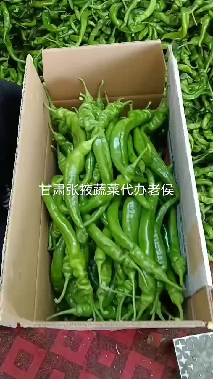 甘肃张掖陇椒大量有货色绿条直，欢迎全国各地客户旬问