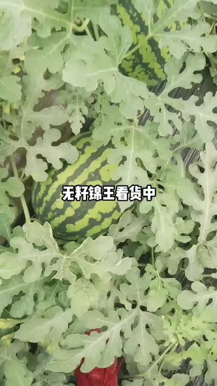 锦王