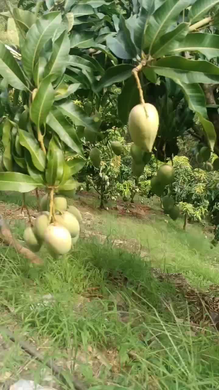 台农芒果