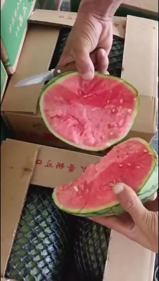 早春红玉