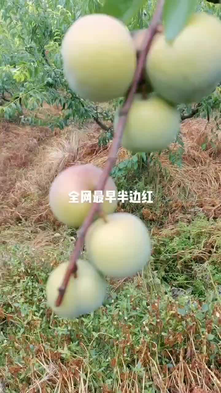 李子，脱骨李，茵红李。