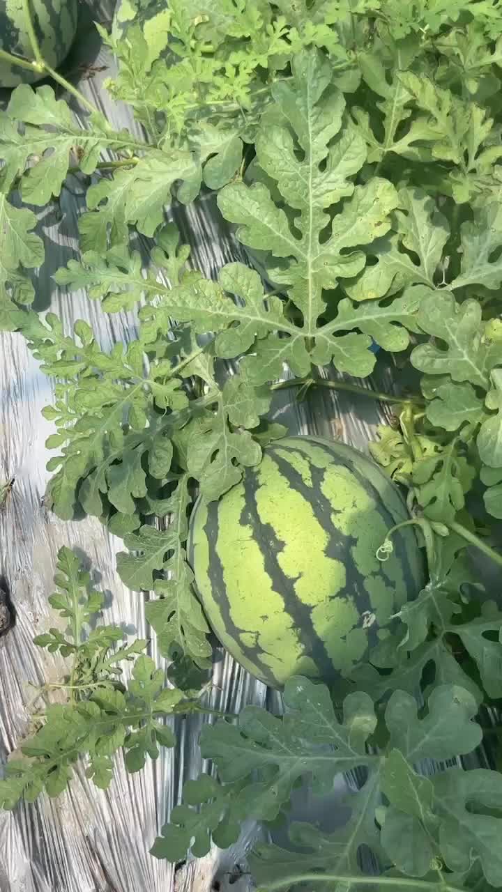 美都西瓜🍉