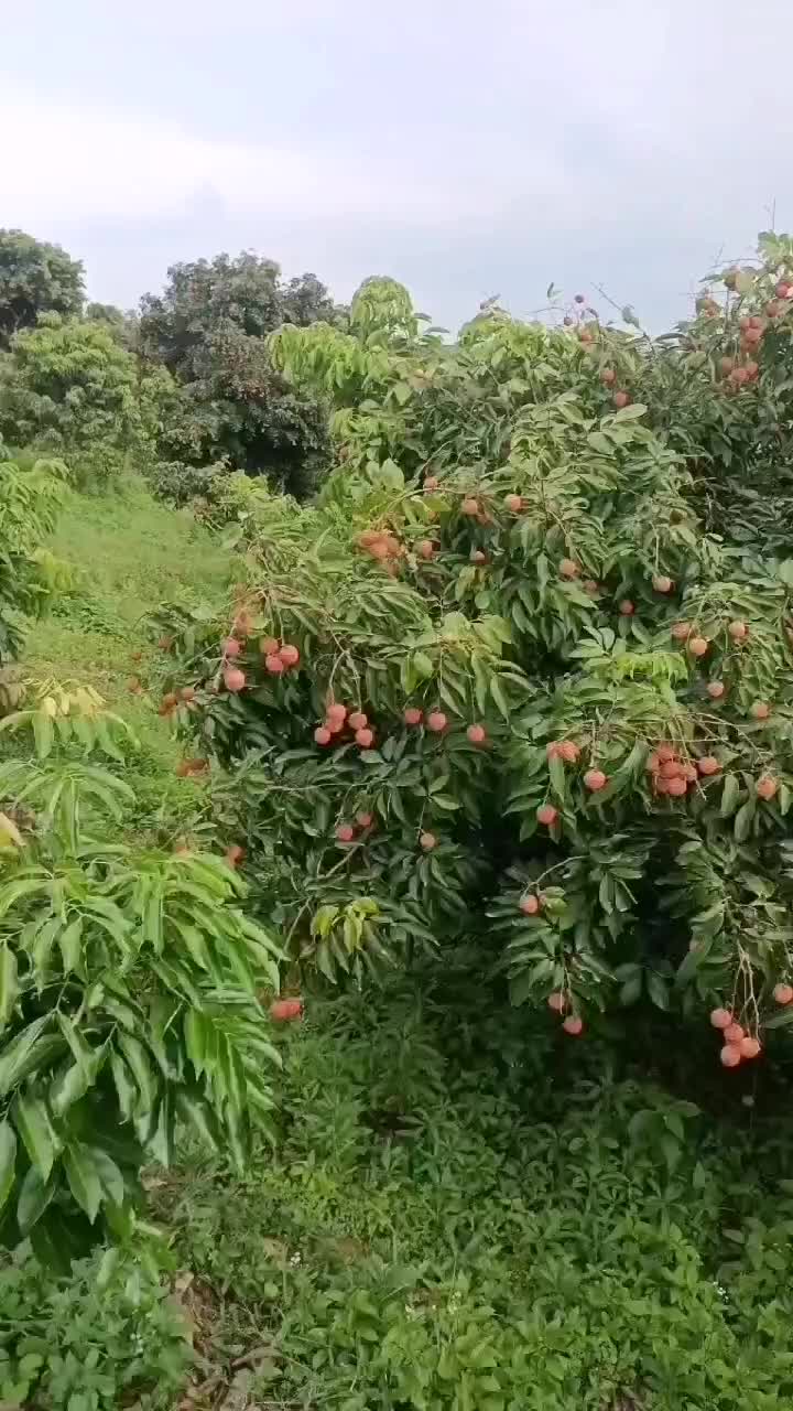 黑叶荔枝，桂味