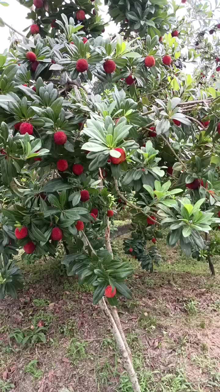 我是浙江仙居杨梅之乡梅农。想找需买杨梅的顾客。