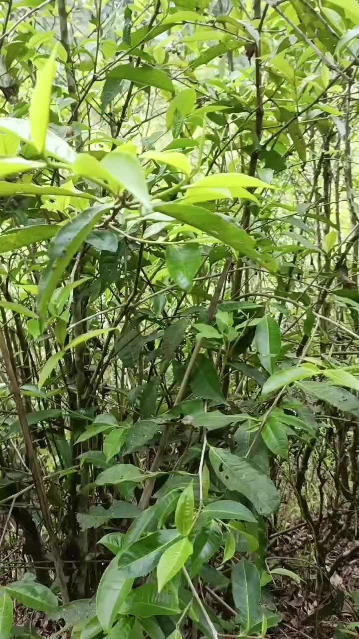 找寻小树茶