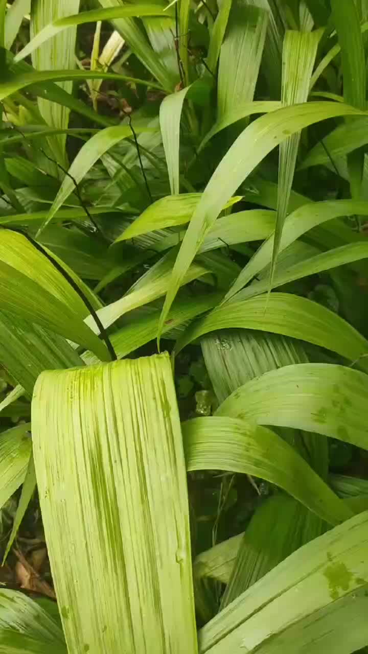 白芨种苗成品大量批发