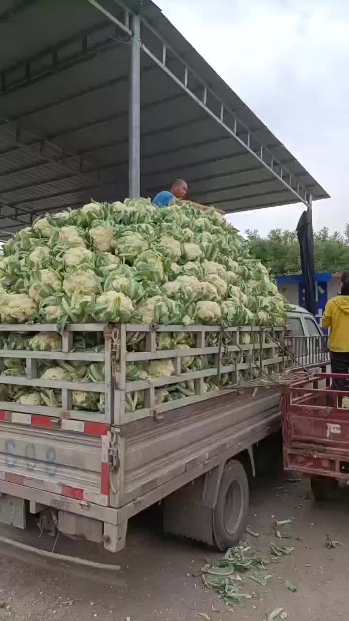 高原夏菜散花