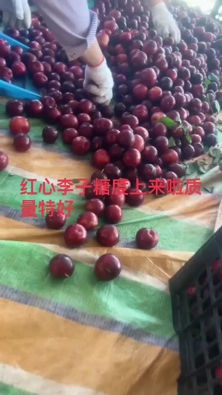 李子熟了，味帝，红心李，八宝丹，五月脆，凤凰李，小宝石