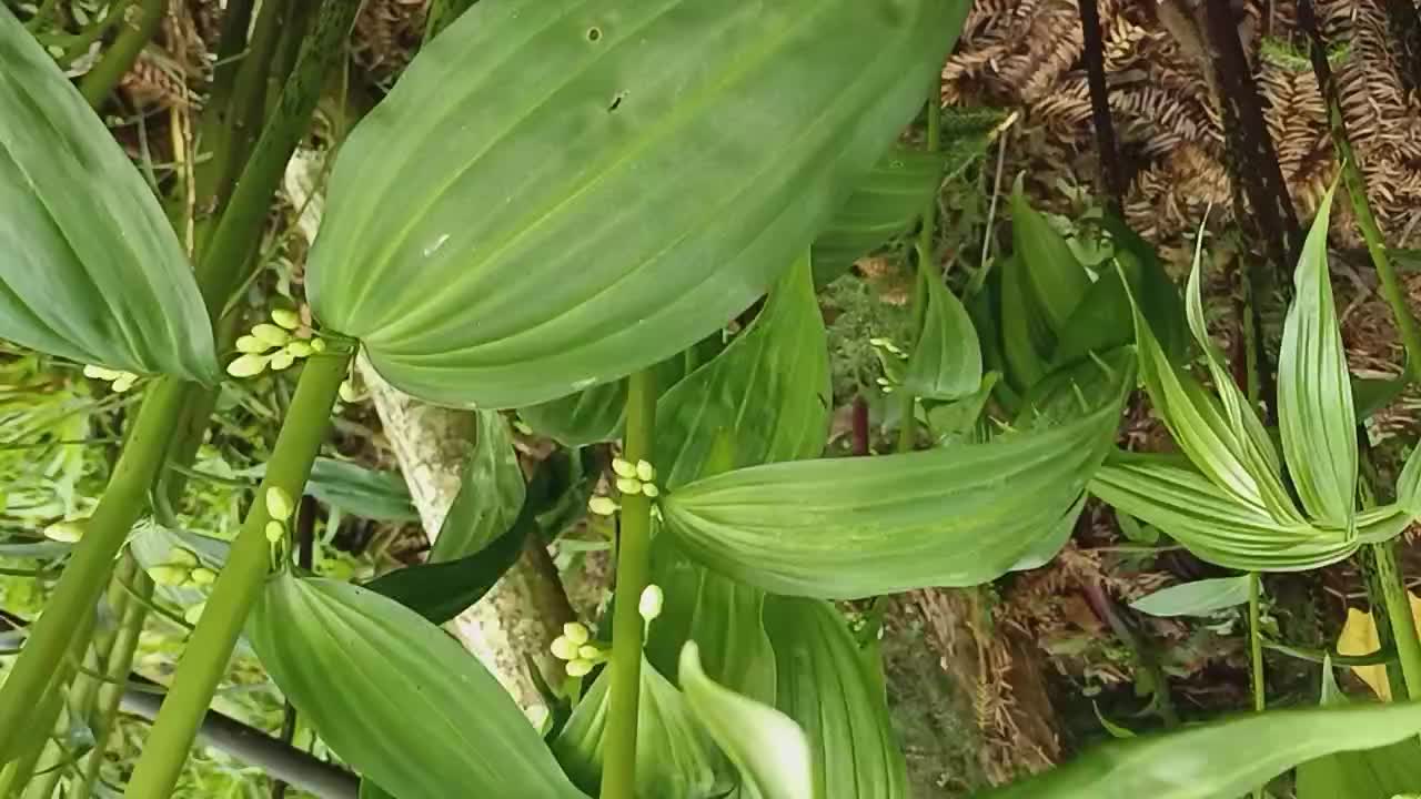 野生黄精