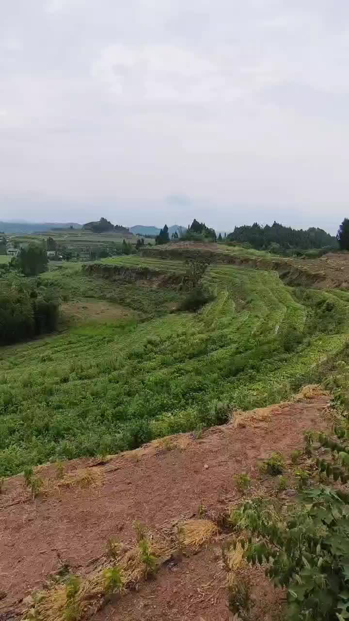 露天美都西瓜价格1900一吨