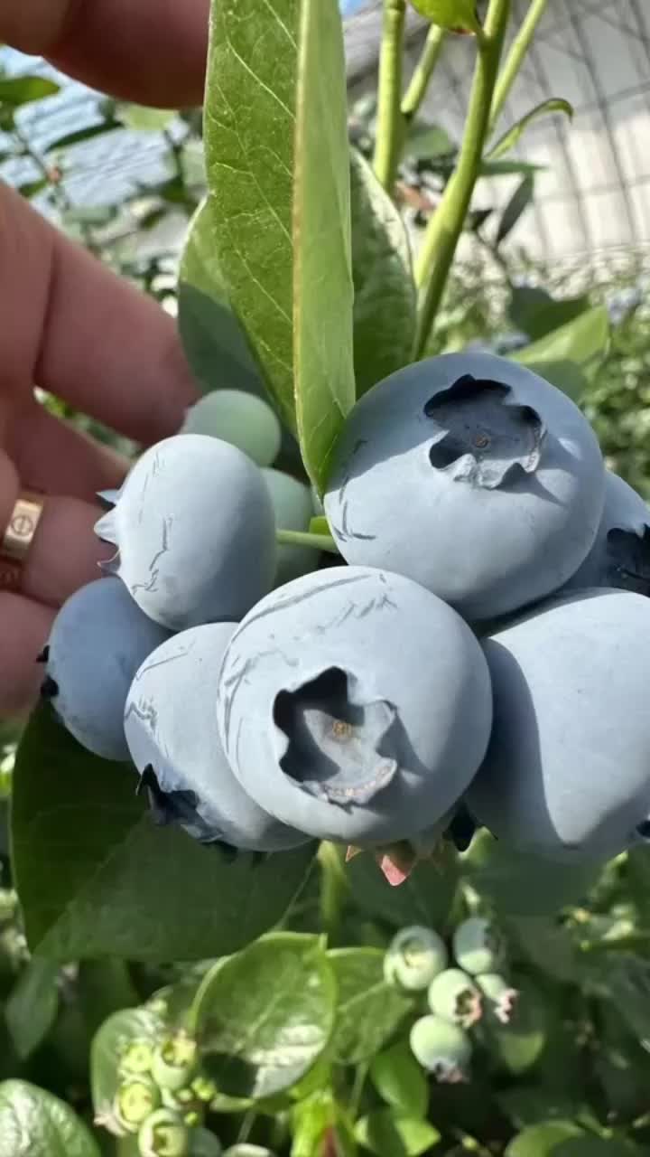 辽宁丹东温室L25蓝莓大量上市基地直供