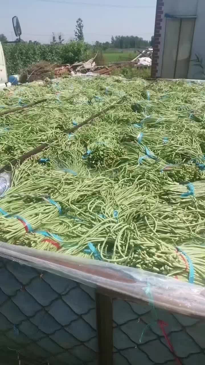 腌制泡豆加工厂发货