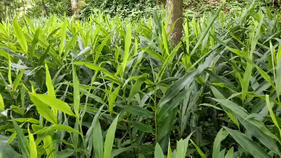 大量山地洋荷即将上市，欢迎有需要的老板预购