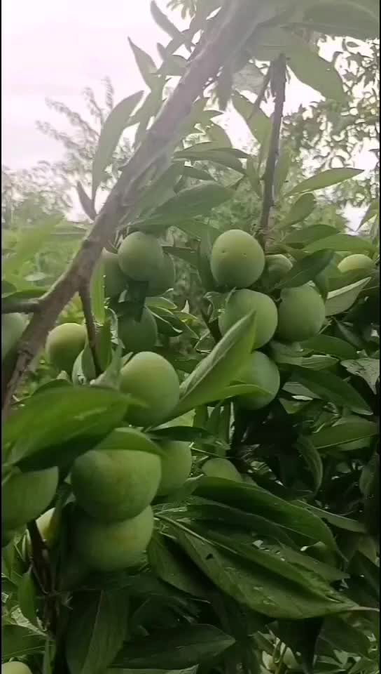 清脆李子，疯狂李子，香甜可口，酥脆，