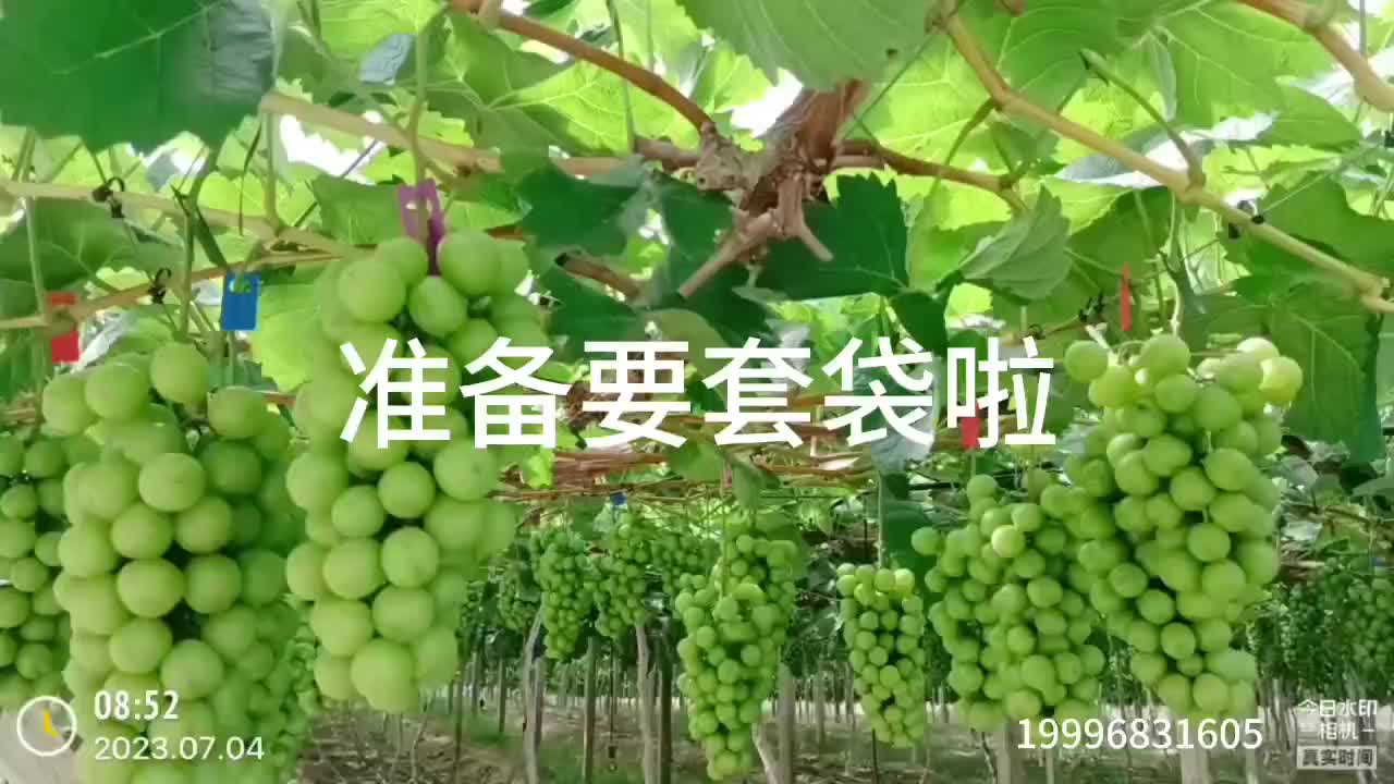 阳光玫瑰葡萄