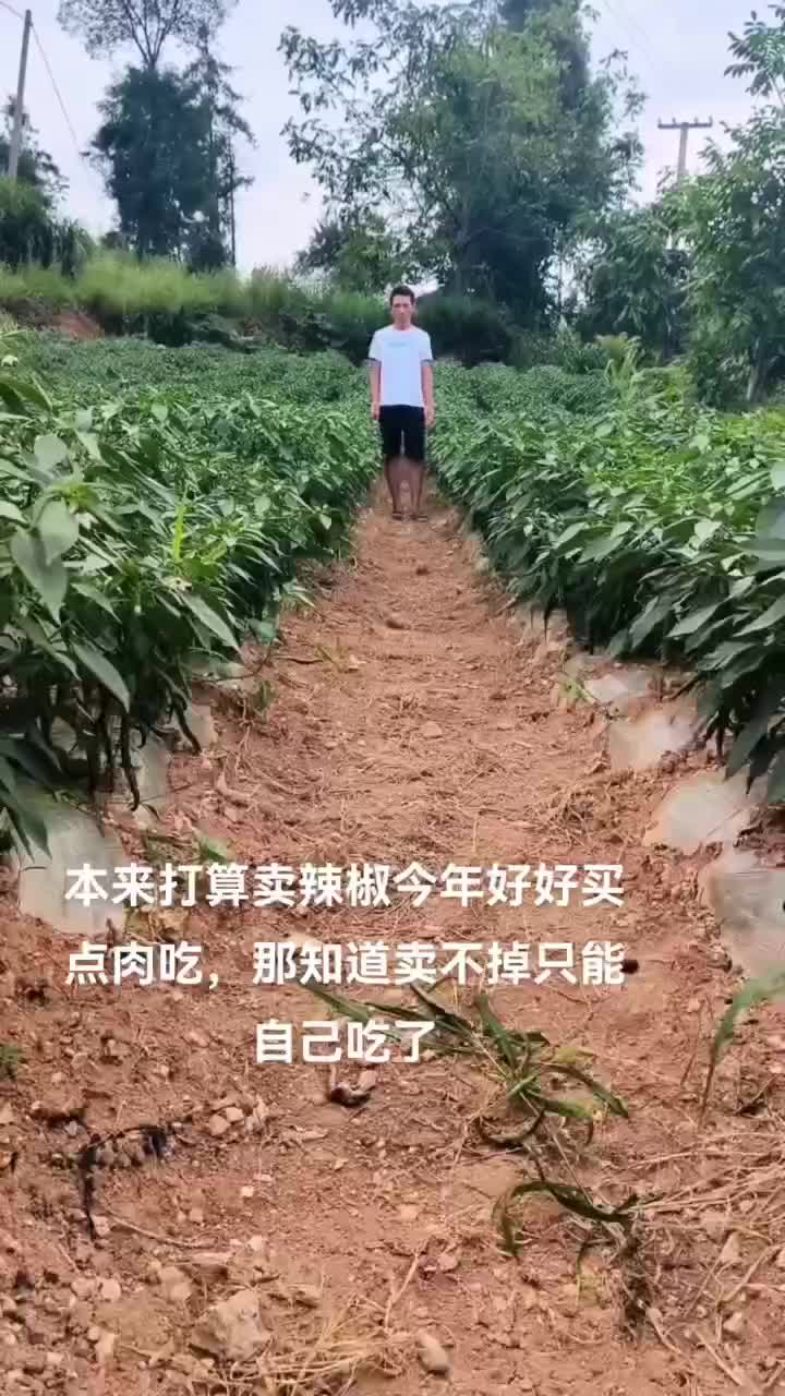 8号线椒