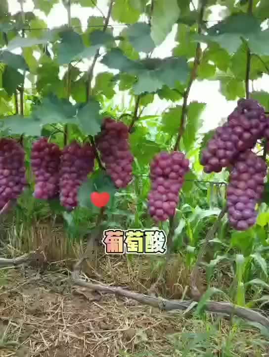 香甜葡萄