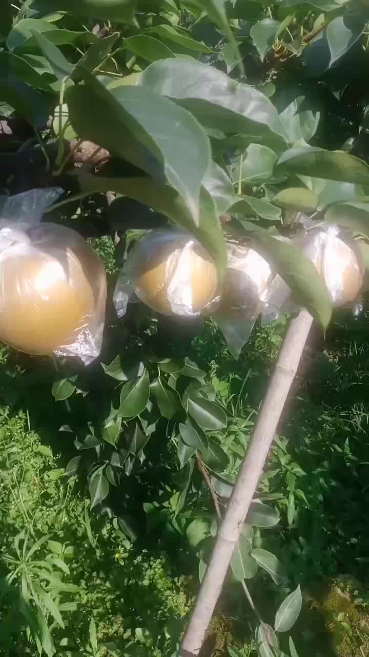 黄花梨