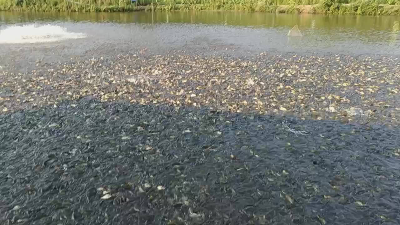 黄金鲫、大草鱼