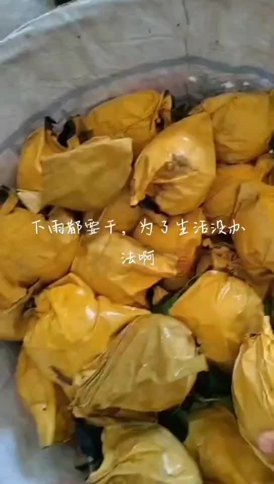 套袋丰水梨口感细嫩化渣