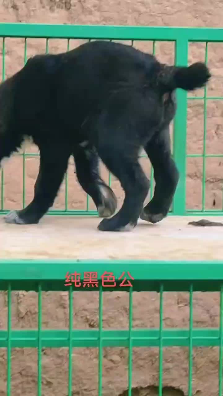 中亚牧羊犬