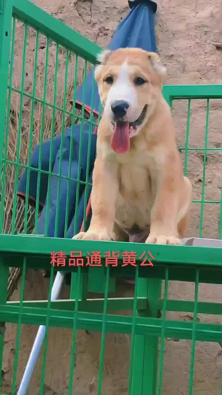 中亚牧羊犬