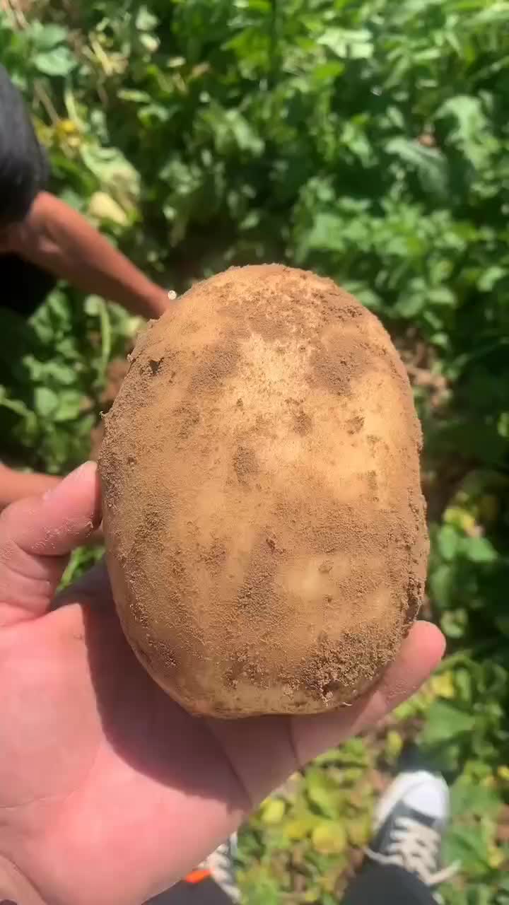 陕北纯沙地沃土5号黄心土豆