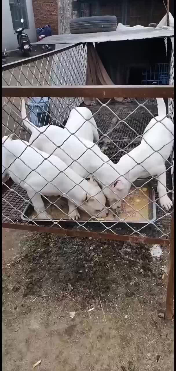 自家繁殖的杜高犬杜高幼犬