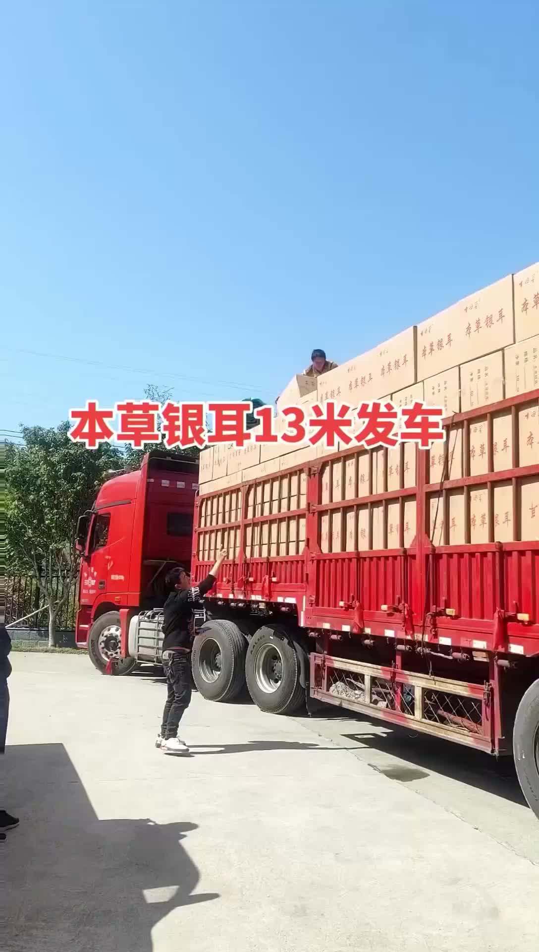 本草银耳13米发车