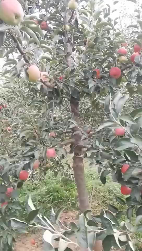 昭通红露苹果