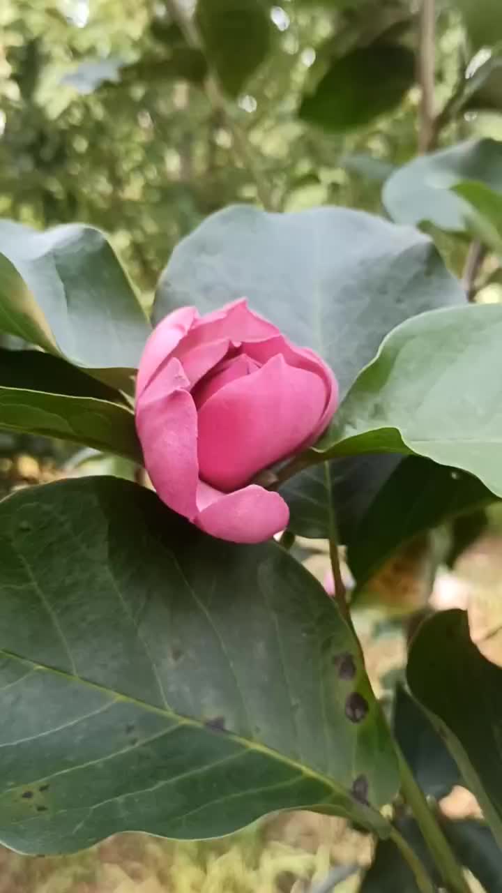 艳后玉兰:气质非凡，一年三季开花，花色艳丽，美似荷花！